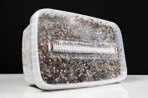 Od growkitu do pozytywnych zmian osobowości – jak grzyby typu Psilocybe cubensis pomogły znanym osobom na całym świecie